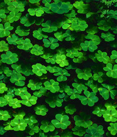 Happy St. Patrick’s Day