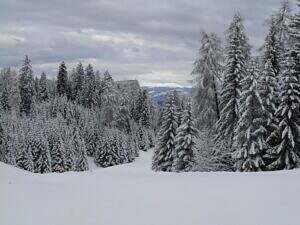 The power of stillness in a winter scene of trees and snow.
