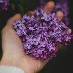 Savor Spring: How to Preserve Lilacs for Baking, Tea, and More