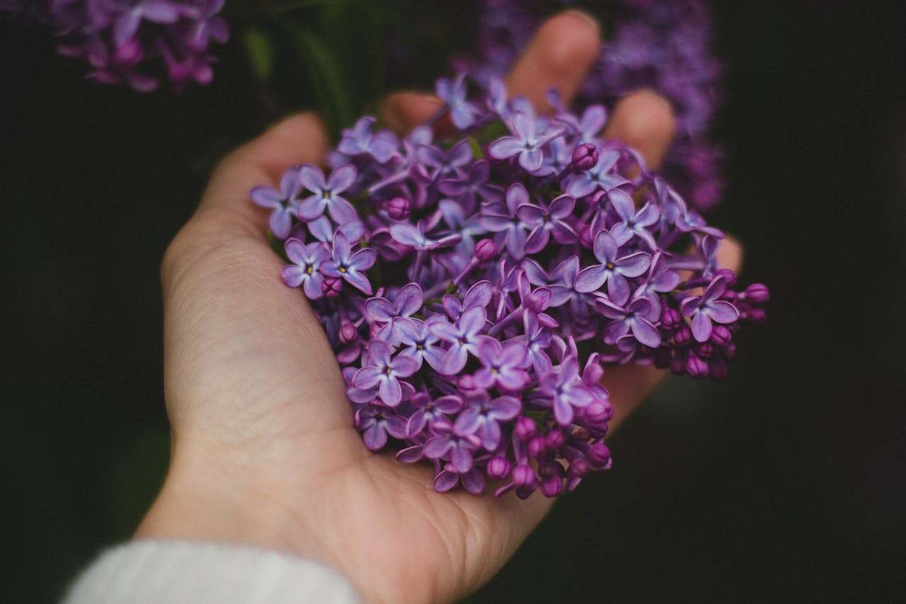 Savor Spring: How to Preserve Lilacs for Baking, Tea, and More