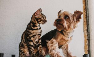 Image of a cat and a dog looking at each other.