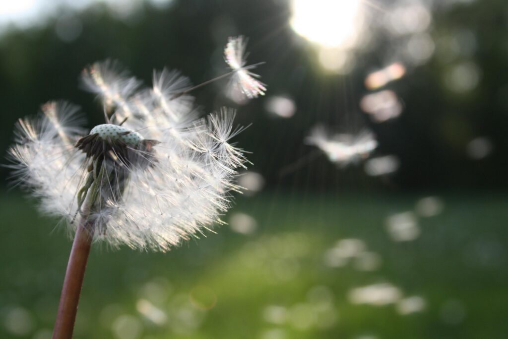 Image of a dandelion blowing in the wind.