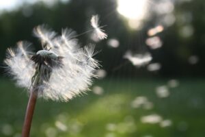 Image of a dandelion blowing in the wind.