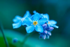 Image of forget me not flowers