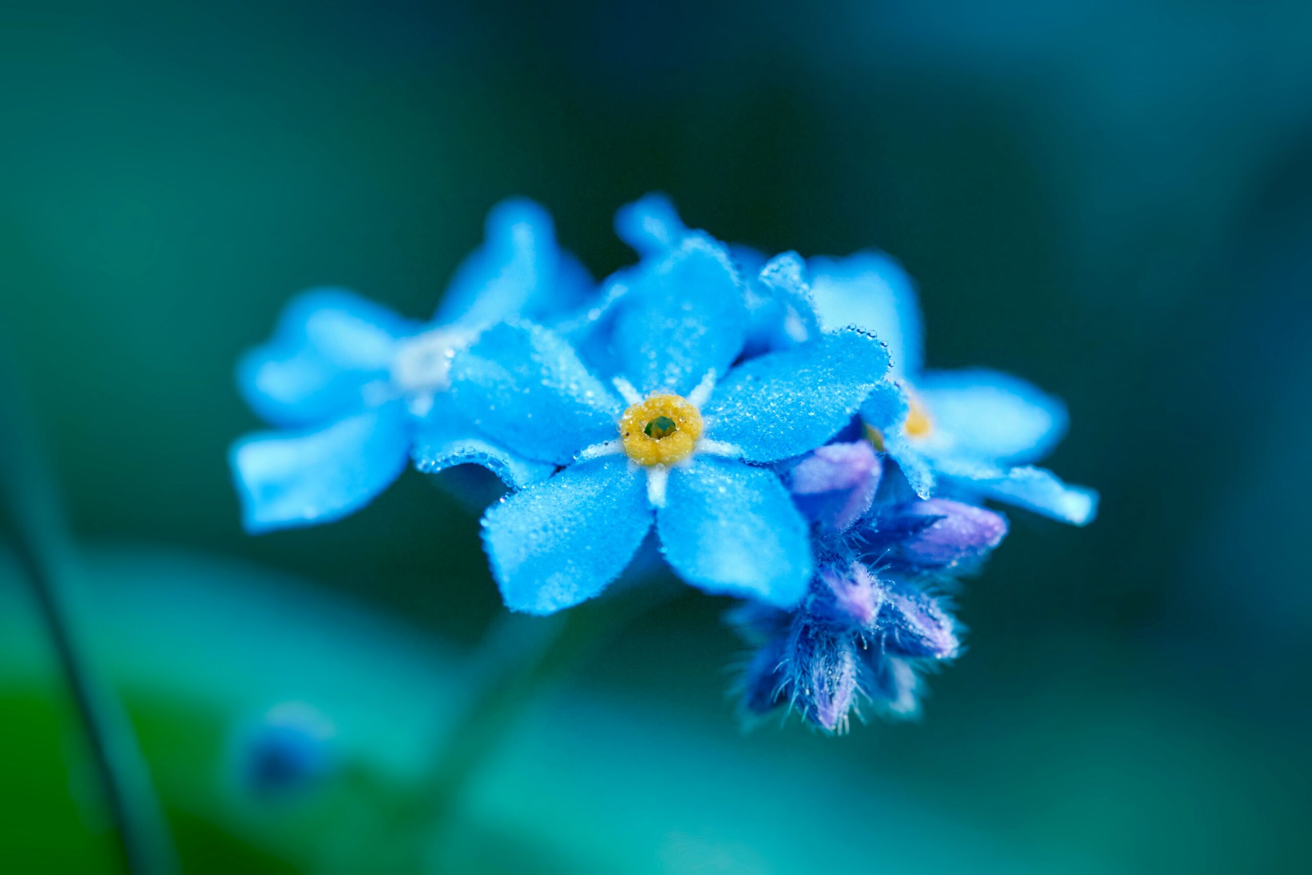 Forgotten Joy:  We Rarely Notice When Joy Leaves