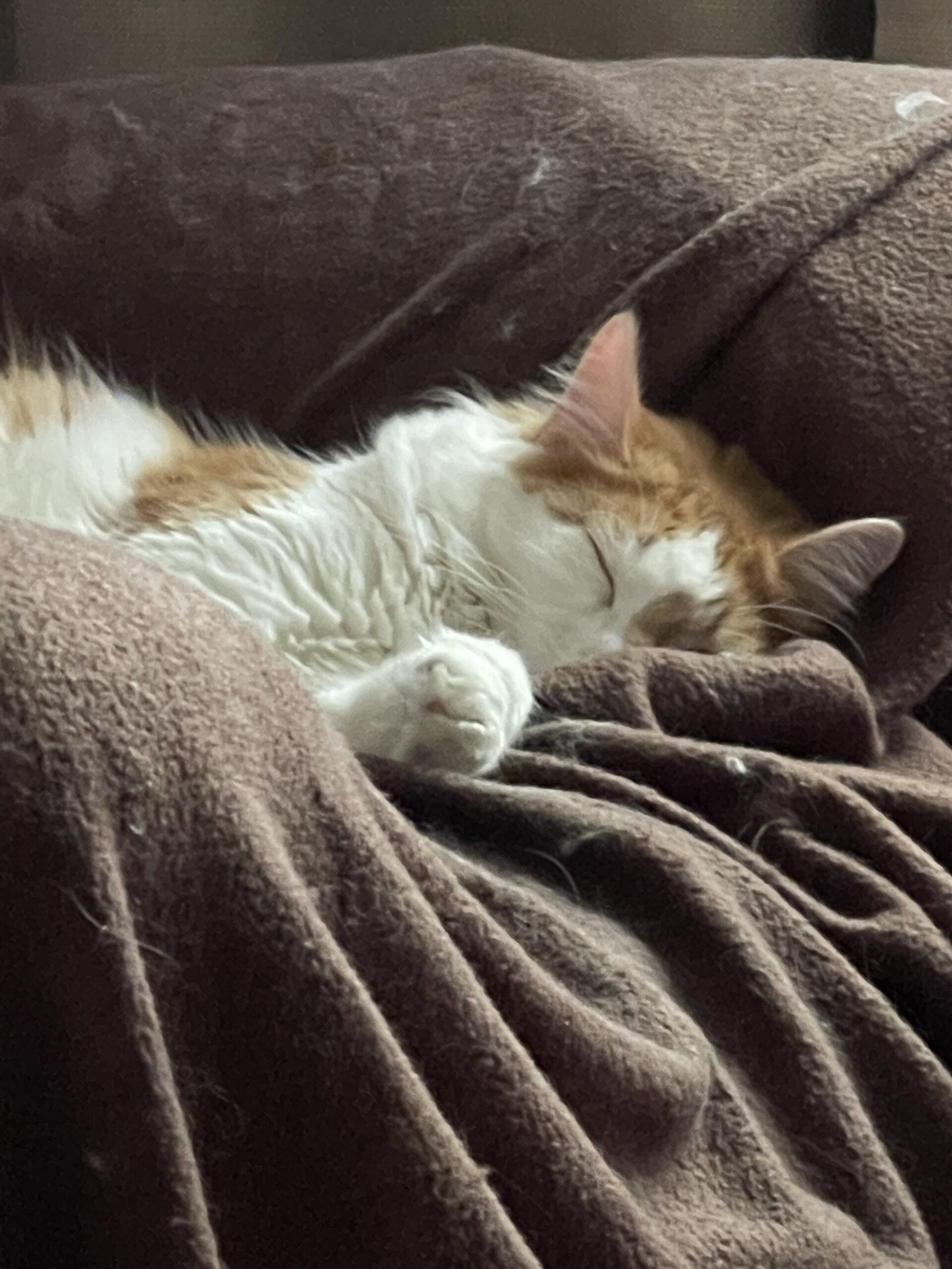 Power Napping 101 – The Key to Instant Mental Rejuvenation